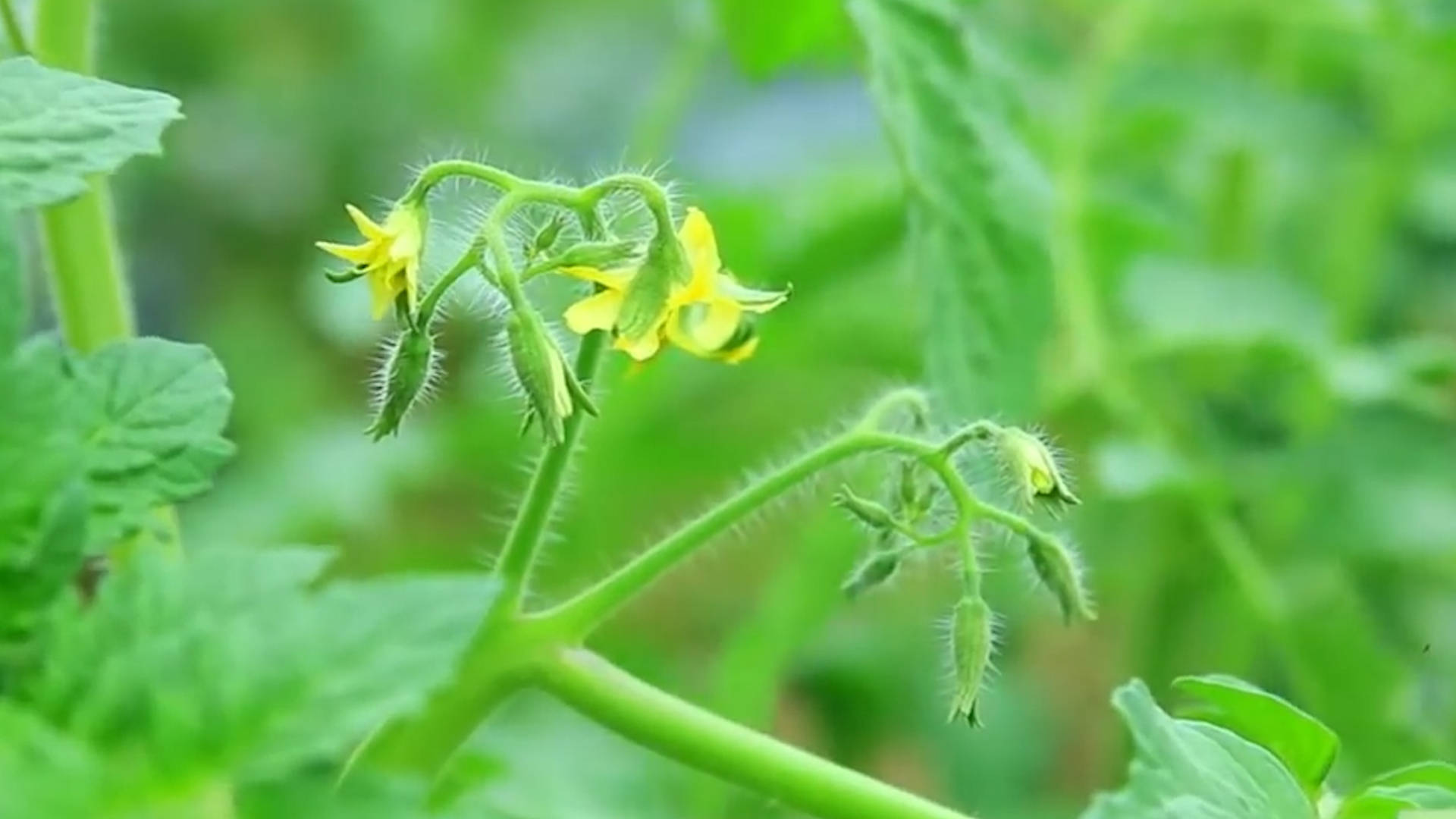 該死的“重茬”怎么辦？來看看咋解決