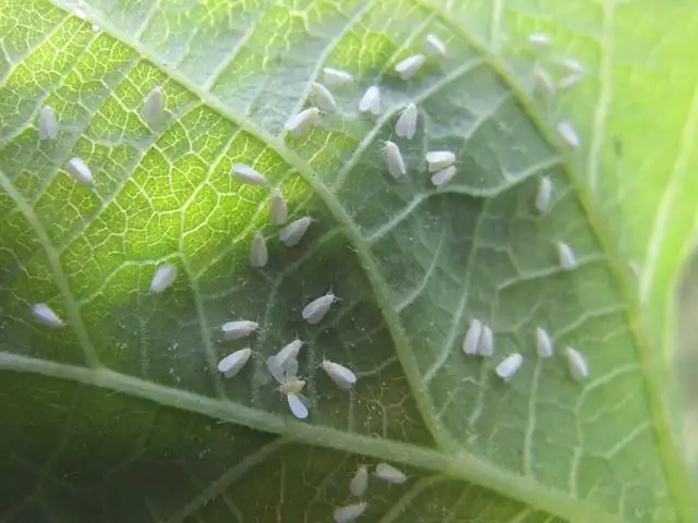 白粉虱，推薦五種防治方法！